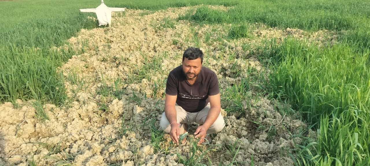 Darbhanga News: जंगली जानवरों के आतंक से किसान परेशान, दिन में भी करनी पड़ रही रखवाली