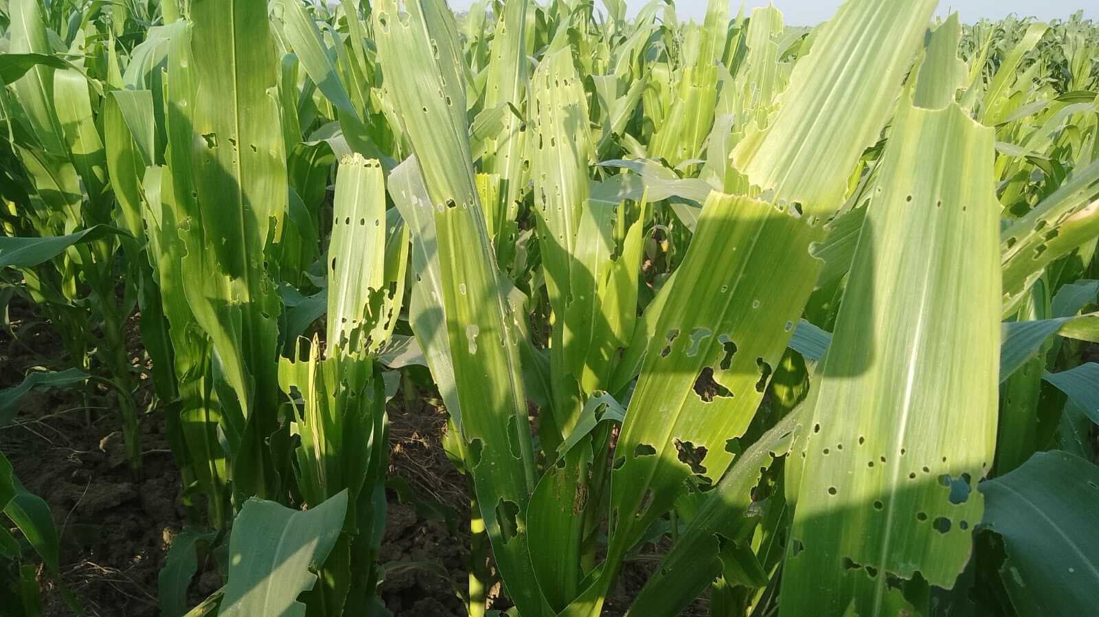 मक्का फसल में कीड़े के प्रकोप से किसान परेशान