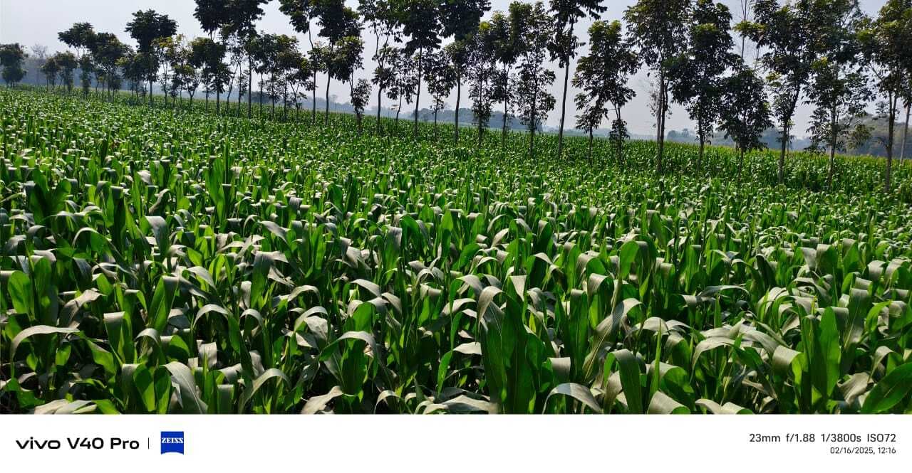 यूरिया संकट से जूझ रहे किसान, मक्के की फसल पर मंडरा रहा खतरा