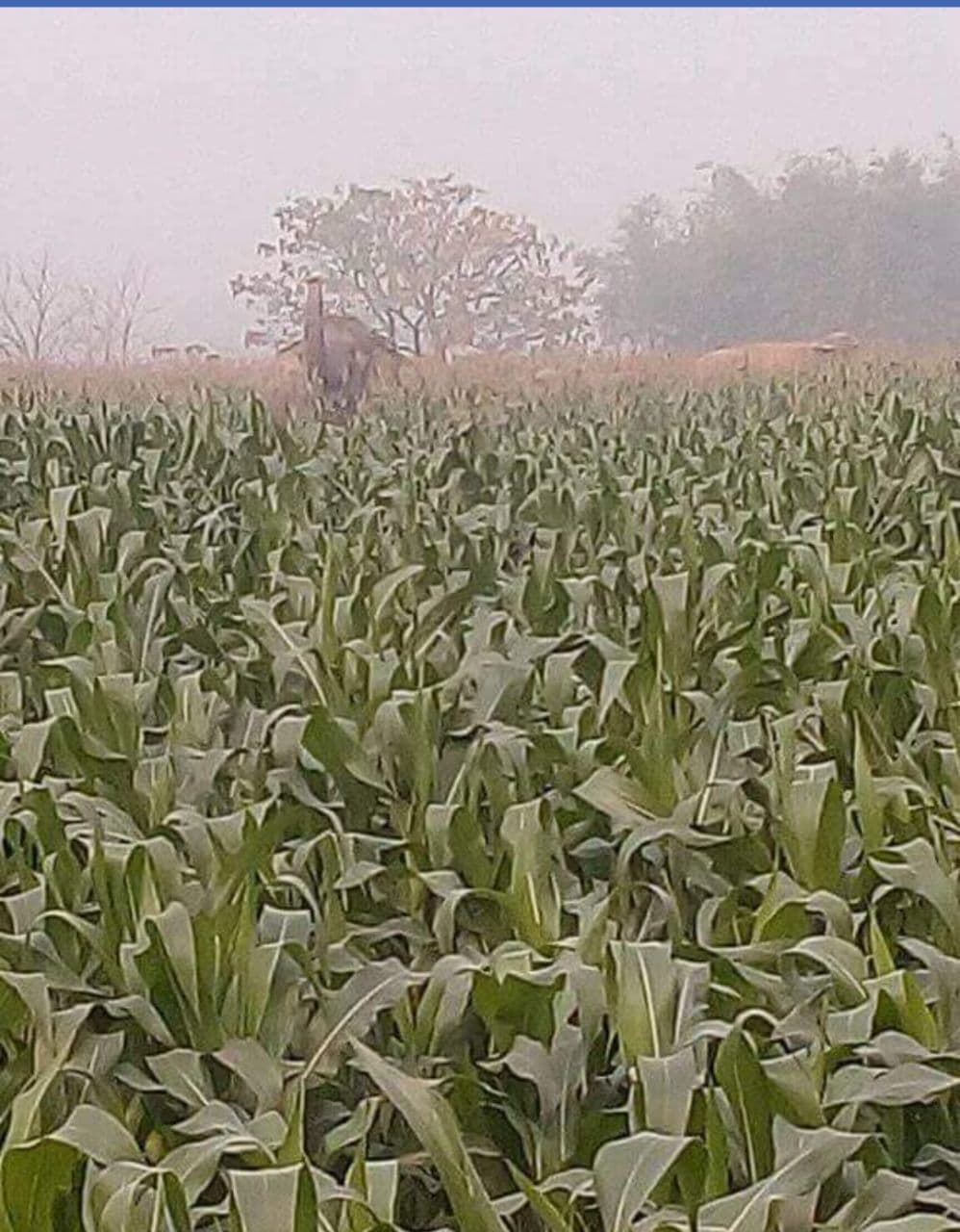 .....तो क्या मक्के की खुश्बू खींच लाती है गजराज को