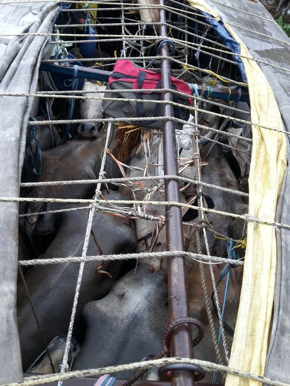 रात के अंधेरे में चलता है पशु तस्करी का काला कारोबार