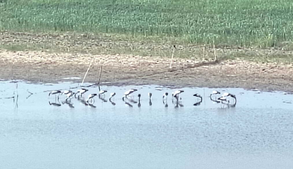 जलीय पक्षी की गणना करने बर्ड एक्सपर्ट की टीम पहुंची शहर