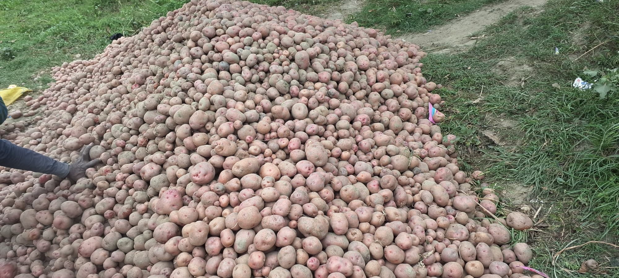 क्षेत्र में आलू भंडारण की सुविधा नहीं होने से किसानों को नहीं मिल रहा उचित मूल्य