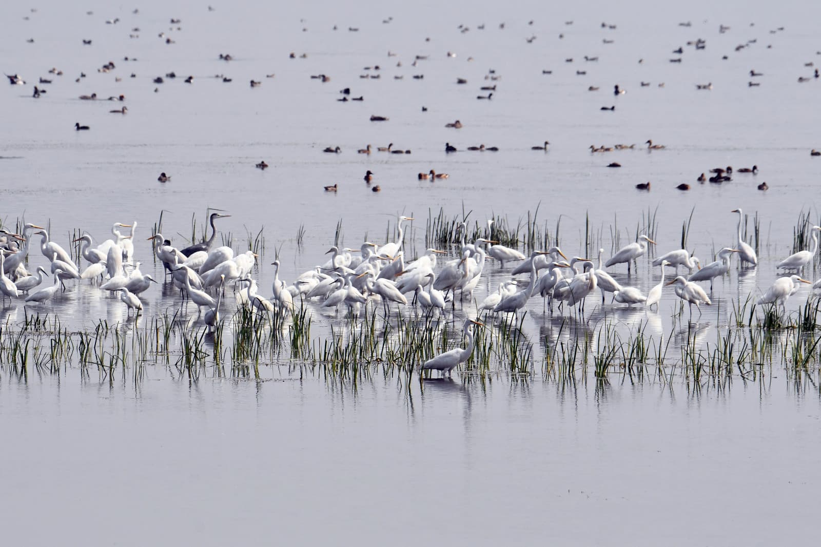 गोगाबील झील समेत सात जलाशयों में पक्षियों की हुई गणना