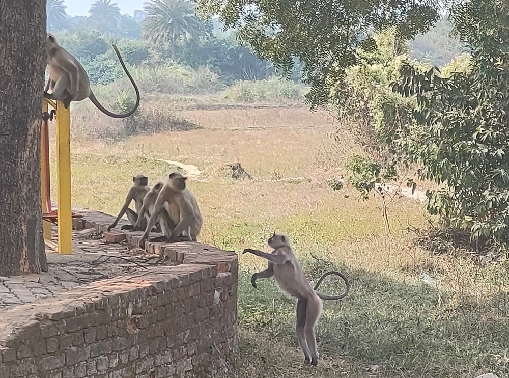 Bokaro News : सब्जी की खेती को नुकसान पहुंचा रहे बंदर, किसान परेशान