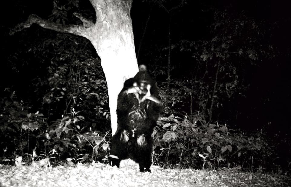 Jamshedpur news. दलमा में रख रहे थे बाघ पर नजर, दिखा भालू ही भालू