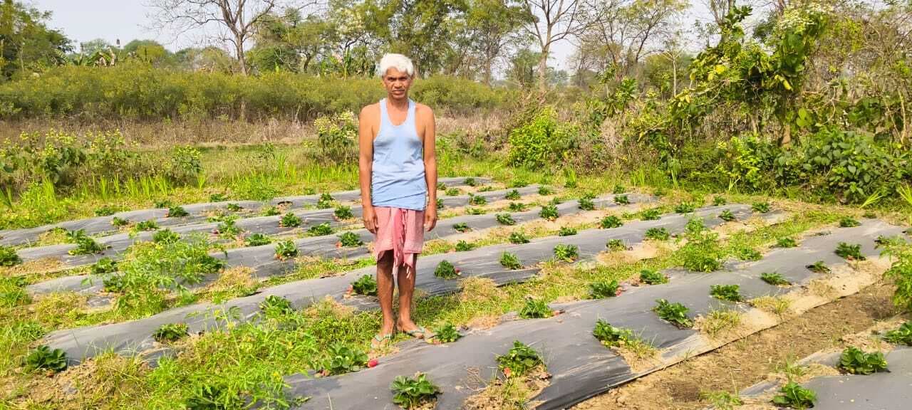 East Singhbhum news : स्ट्रॉबेरी की मिठास व गेंदा फूल की खुशबू से जीवन संवार रहा किसान