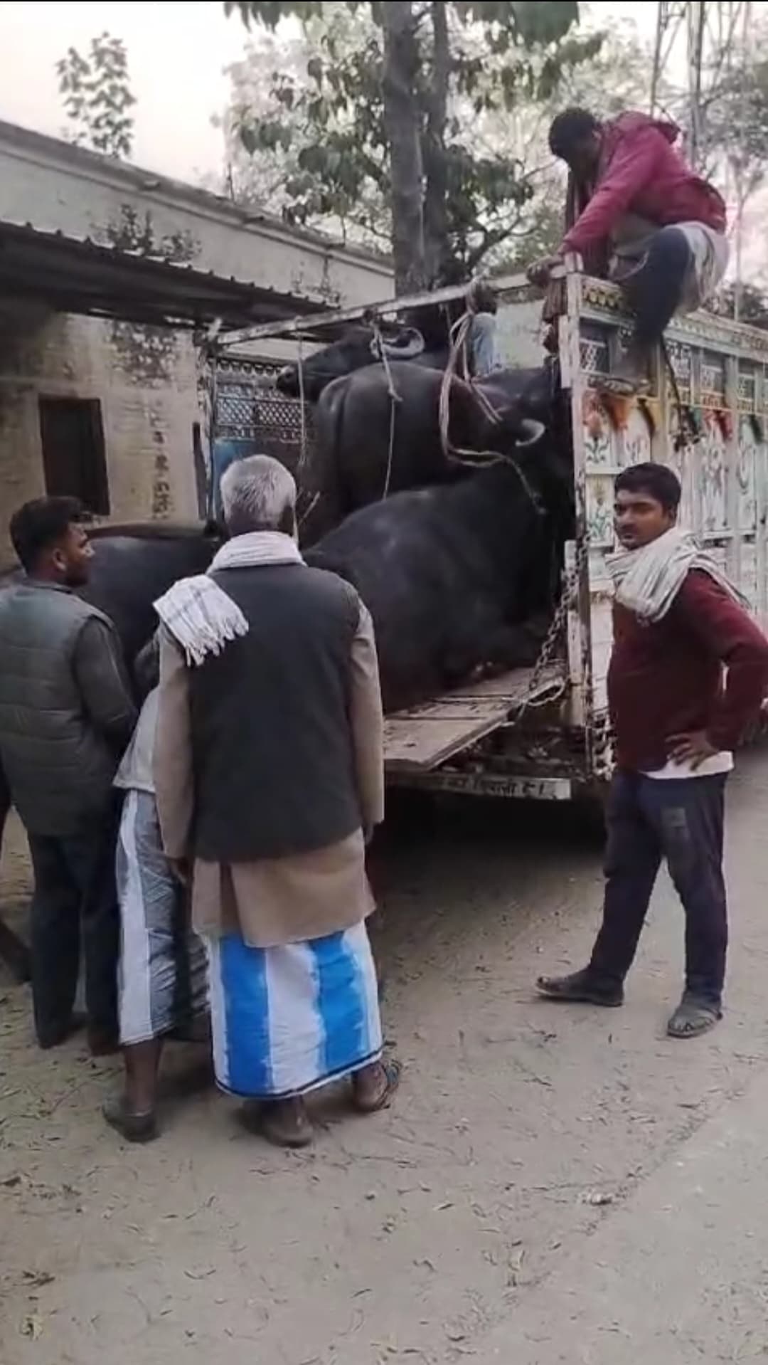 16 मवेशियों के साथ तीन तस्कर व तीन चालक गिरफ्तार