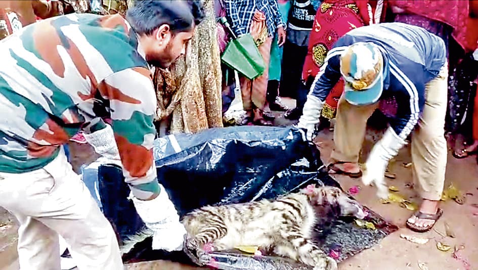 स्टील टाउनशिप के जंगल के किनारे मिला मृत लकड़बग्घा