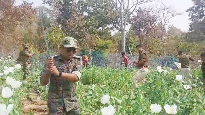Aurangabad News : पचरुखिया जंगल में 12 एकड़ में लगे अफीम खेती को किया ध्वस्त