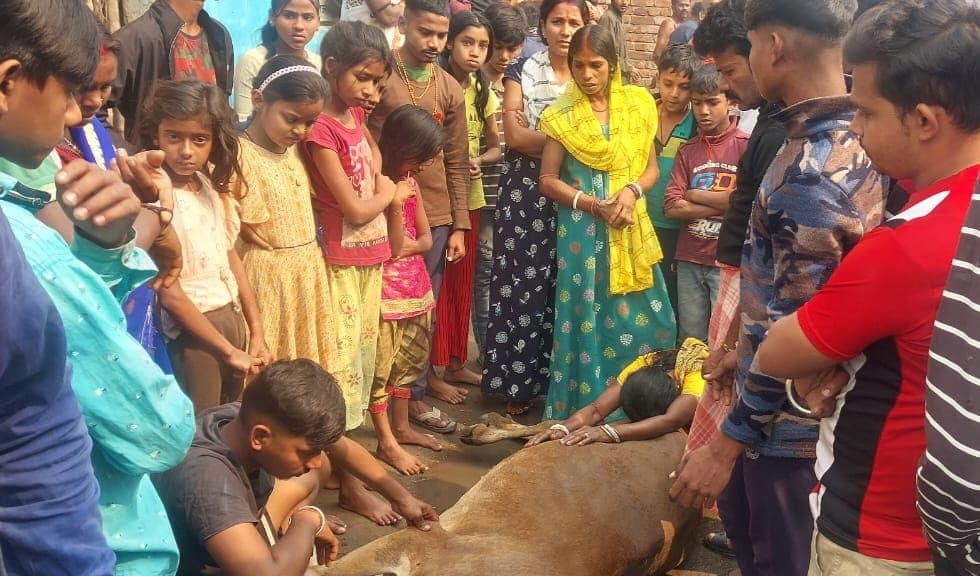 Dhanbad News: राजगंज में करंट से मवेशी की मौत, हंगामा