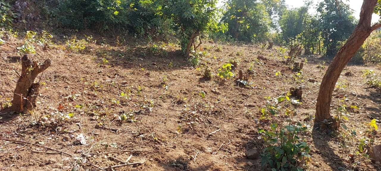 चंदवा में जंगल को काट हो रही है अफीम की खेती