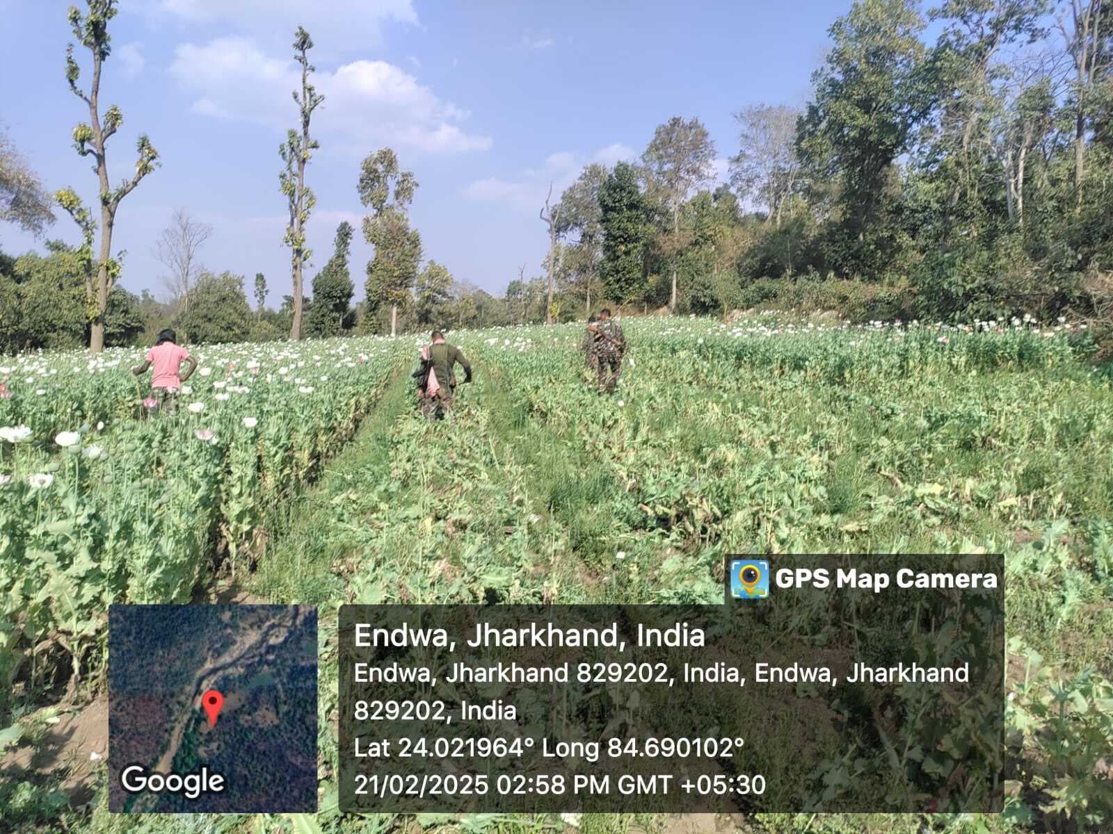 पुलिस व वन विभाग ने पोस्ते की खेती को किया नष्ट