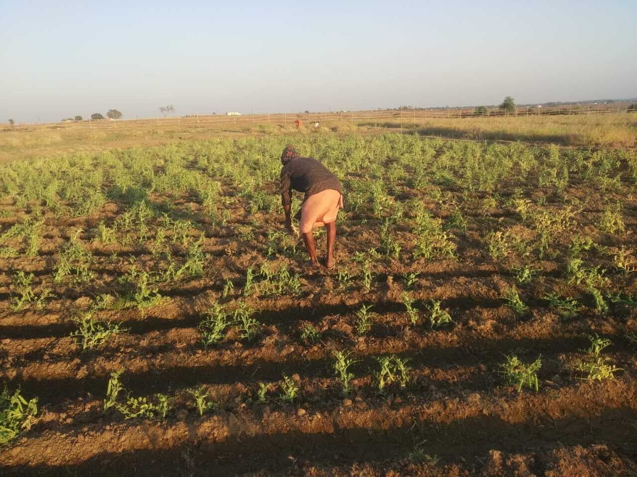 बंजर भूमि में मटर की खेती कर आर्थिक रूप से समृद्ध हो रहे युवा किसान