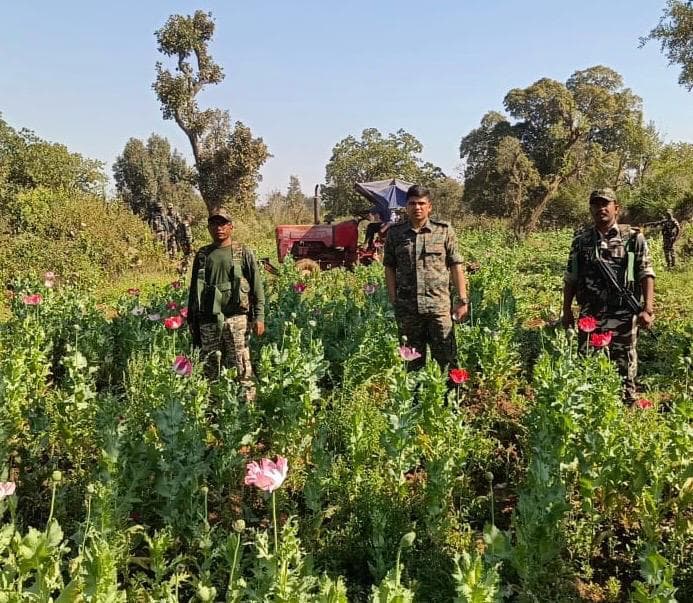 Seraikela News : सरायकेला-खरसावां जिले के 65 गांवों में 650 एकड़ में अफीम की फसल नष्ट, 30 प्राथमिकी, 15 गिरफ्तार