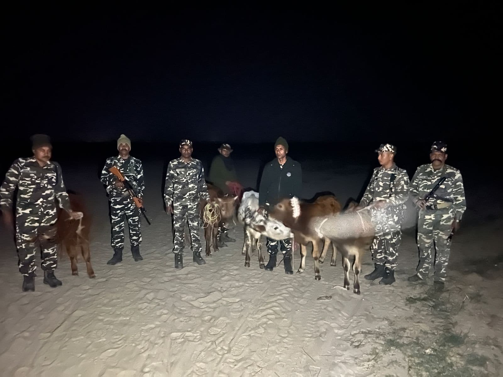 एसएसबी जवानों ने तस्करी के पांच मवेशी किये जब्त