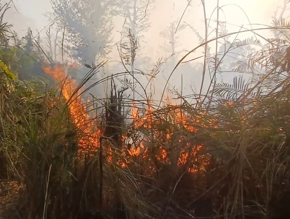 मदनपुर जंगल में लगी आग, वन कर्मियों ने कड़ी मशक्कत कर आग पर पाया काबू