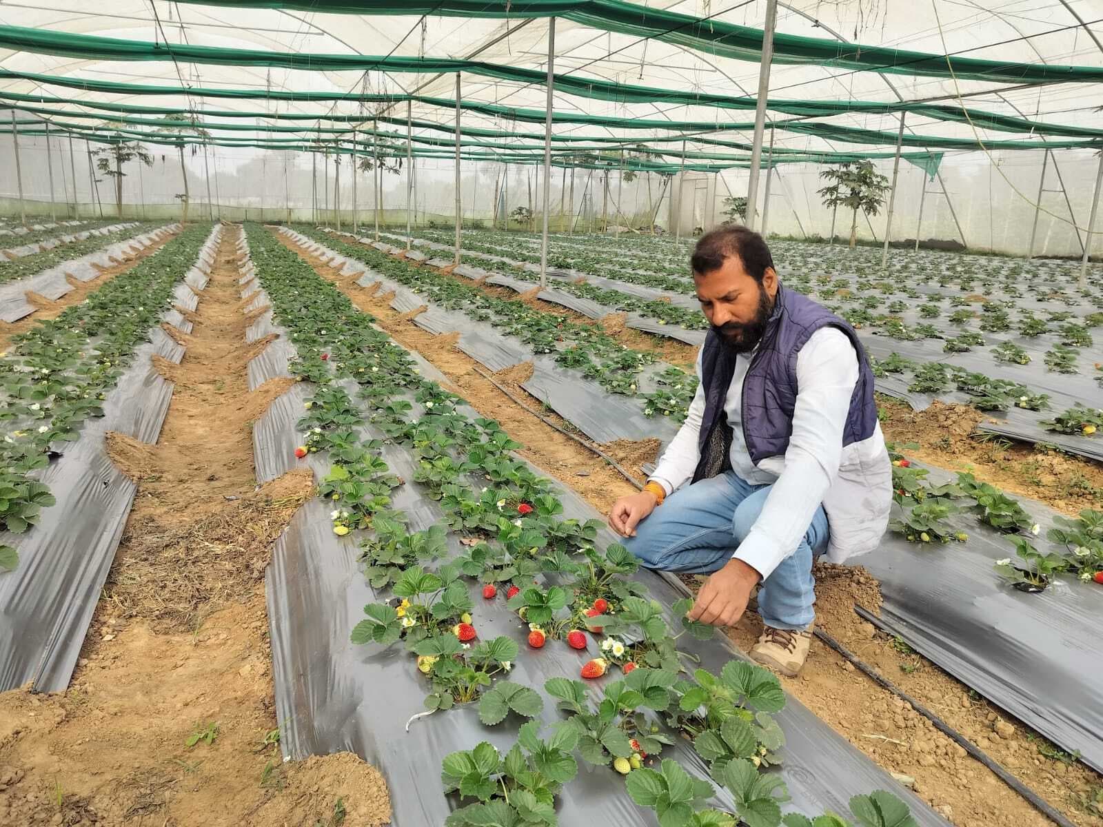 Bhagalpur News: कजरैली में लहलहा रहे पपीते व स्ट्रॉबेरी की किसान सभा में लगेगी लाइव प्रदर्शनी