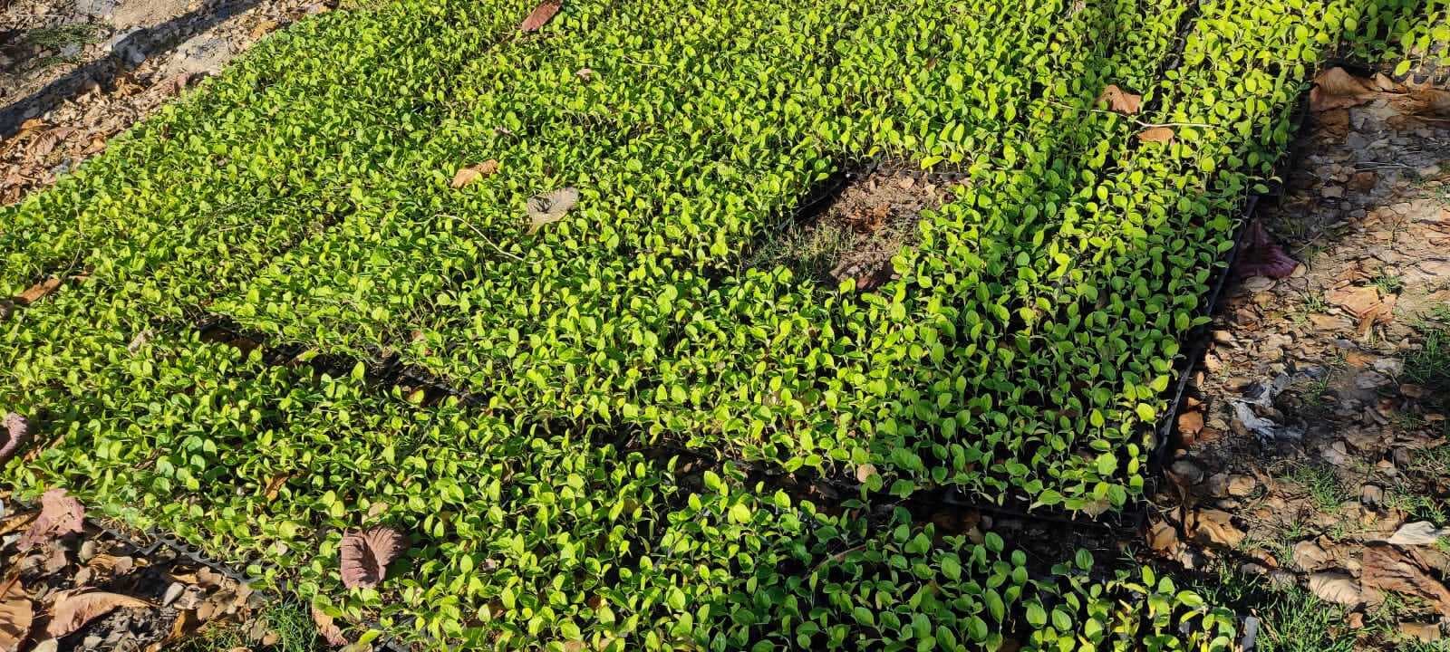 Aurangabad News : सब्जी की खेती कर खुशहाल होंगे किसान