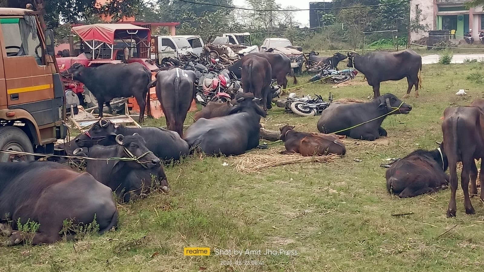 तस्करी के 85 मवेशी जब्त, चालक व तस्कर फरार