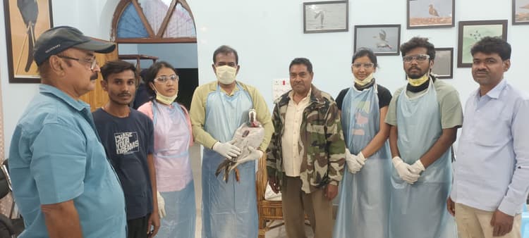नागी पक्षी आश्रयणी में पक्षियों को लगाया गया ट्रांसमीटर, अध्ययन में मिली सुविधा