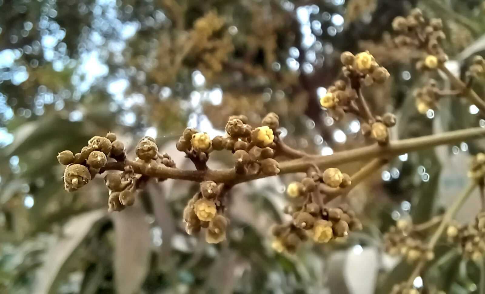 चाइना लीची में मंजर कम, किसान हुए निराश