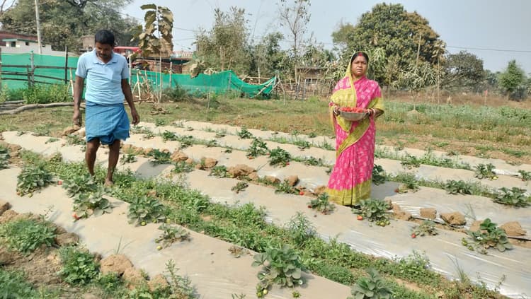 बलियापतरा के किसान दो कट्ठा में स्ट्रॉबेरी की खेती कर बन रहे आत्मनिर्भर