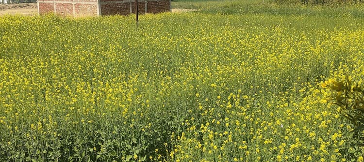 सरसों की फसल को लाही कीट से बचाव के लिए दवा का करें छिड़काव
