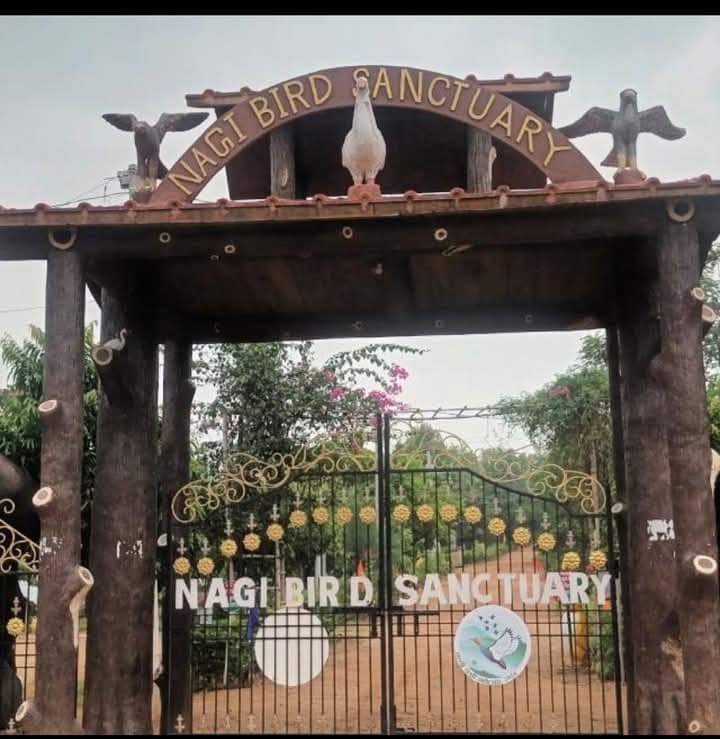 कल से पक्षी महोत्सव, गुलजार रहेगा नागी अभयारण्य