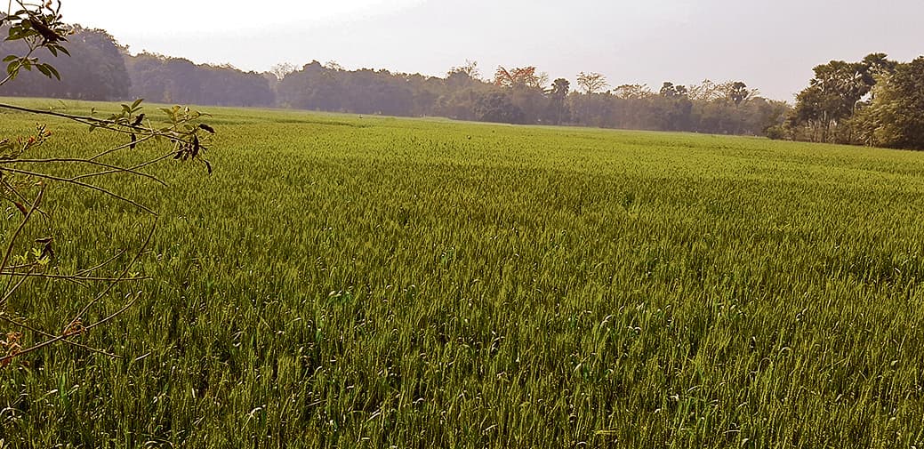 Hajipur News : फरवरी में ही तापमान पहुंचा 30 डिग्री के पार, किसानों की बढ़ी चिंता