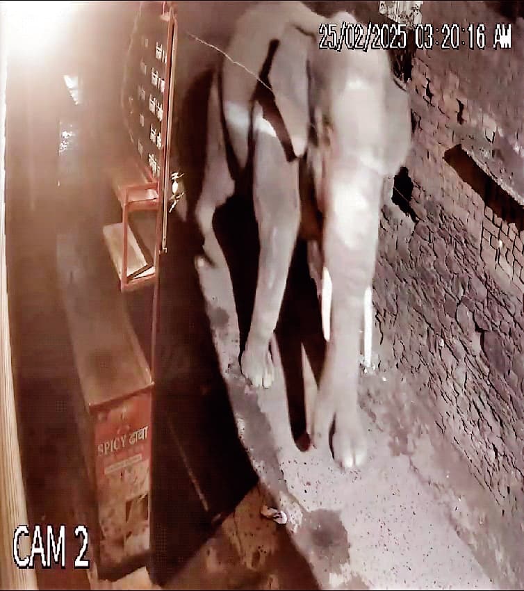 चांडिल : हाथी ने सीएम के मामा की पीडीएस दुकान का दरवाजा तोड़कर खा गया चावल