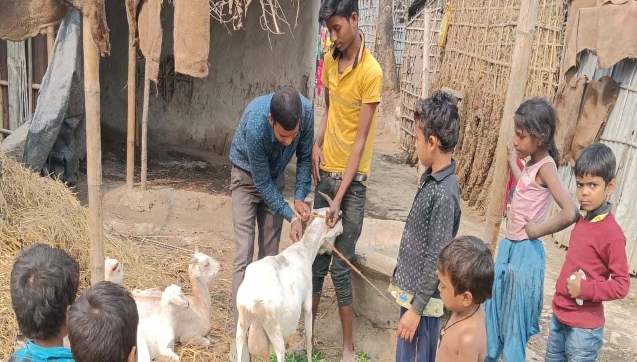 जिले में पशुपालन विभान ने शुरू किया पीपीआर वैक्सीनेशन अभियान