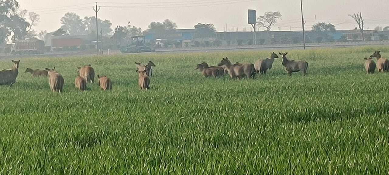 रौंद रहे खेतों में लगी फसल, किसानों की बढ़ी परेशानी