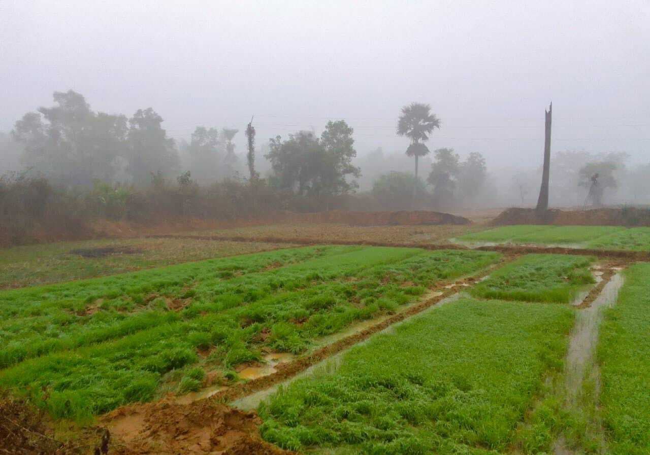 East Singhbhum News : बरसोल के धोडांगरी में जंगली हाथी ने गरमा धान की फसल रौंदी, किसान हताश