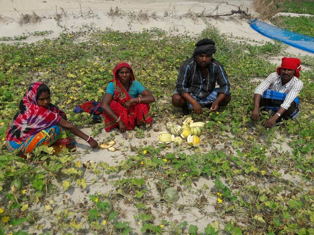 गंगा, कोसी नदी की रेत पर लहलहा रही फलों की खेती