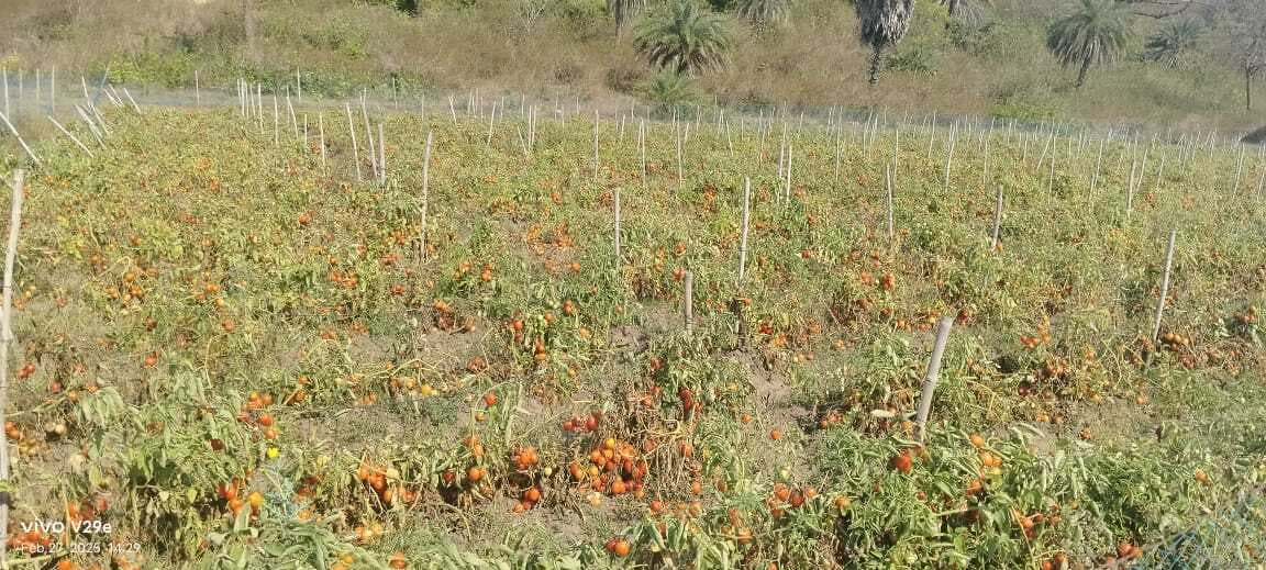 East Singhbhum News : 3 रुपये किलो टमाटर बेचने को विवश पटमदा के किसान