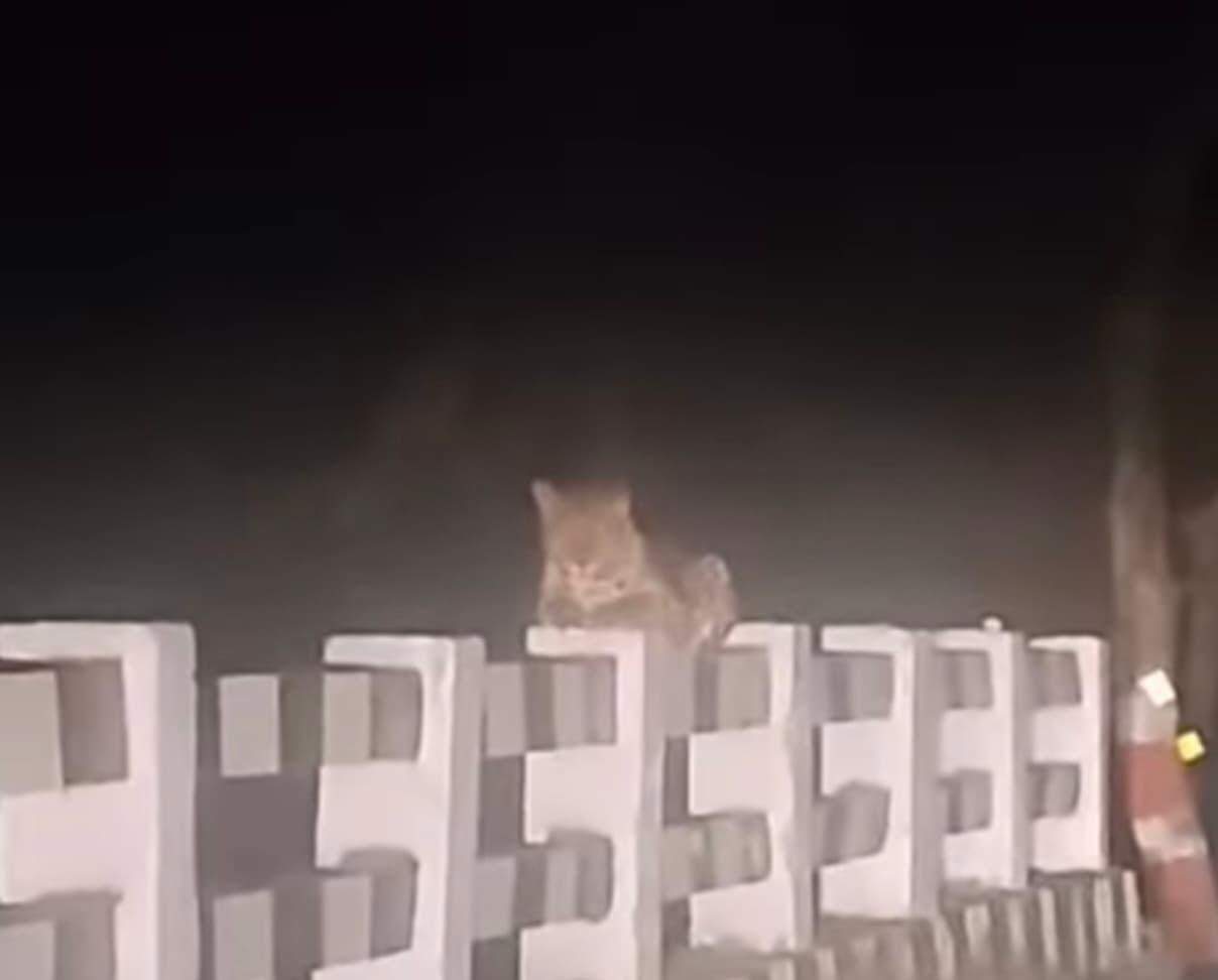 मदनपुर-वाल्मीकिनगर स्टेट हाईवे मार्ग पर दिखा तेंदुआ, सोशल मीडिया पर वीडियो वायरल