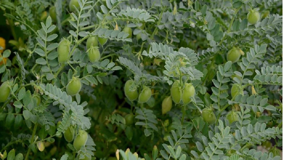 Health: आज ही शामिल करें अपनी डाइट में पोषण से भरपूर हरे चने को