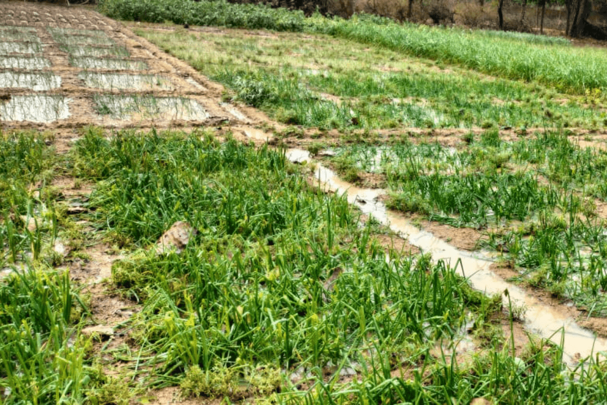 Weather Alert: झारखंड के 11 जिलों में आंधी-तूफान के साथ गिरेंगे ओले, 8 जिलों में बारिश-वज्रपात का अलर्ट