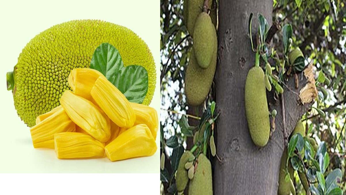 Health benefits of Jackfruit: चौंक जायेंगे कटहल के लाभ के बारे में जानकर, आज ही शामिल करें अपनी डाइट में