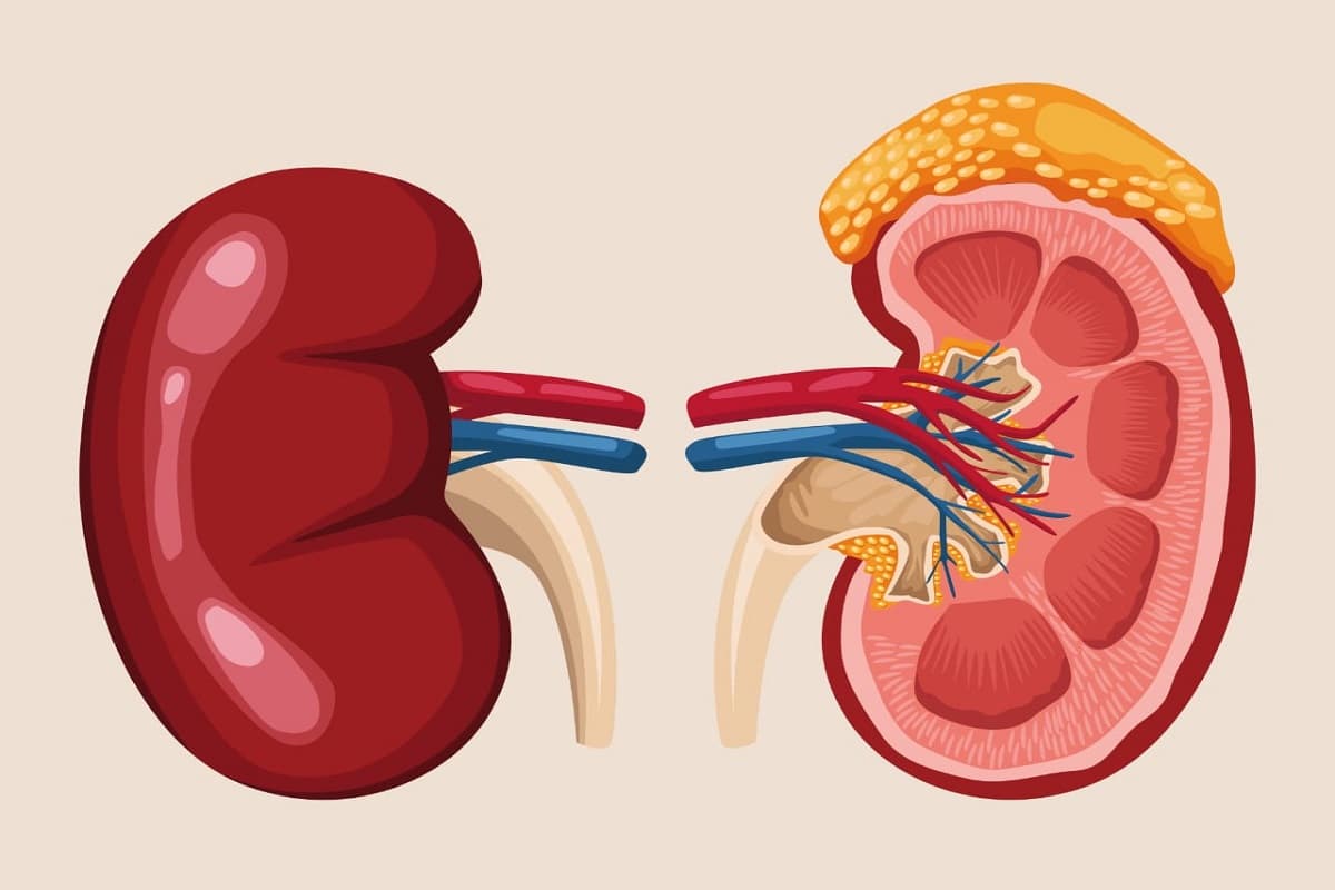 Bad Habits For Kidney: आपकी दिनचर्या की ये आदतें आपके किडनी को कर रही हैं खराब, आज से इन आदतों को त्याग दें