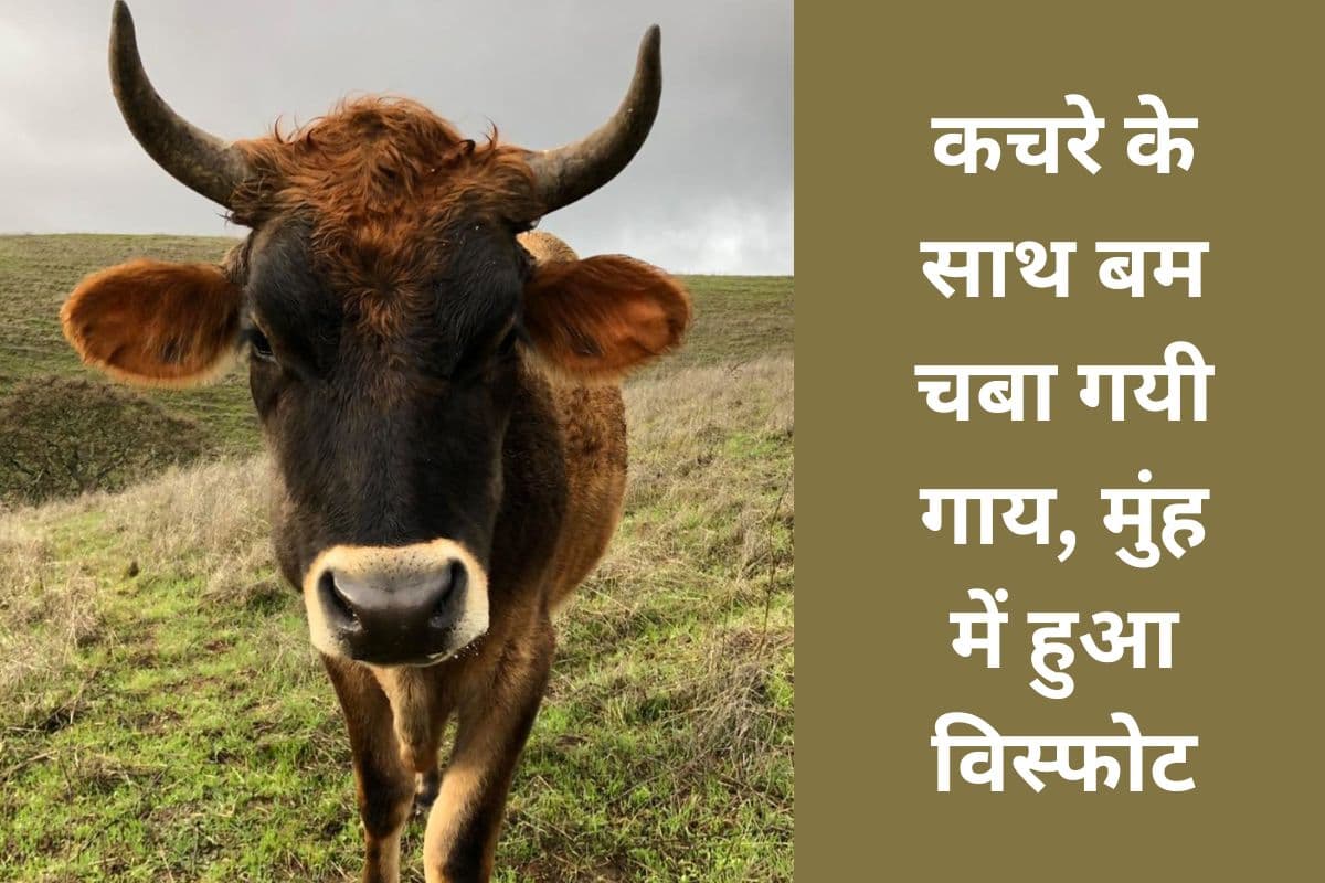 गाय के मुंह में बम विस्फोट, गुस्साये लोगों ने बंद कराया बाजार, सड़क जाम, प्रदर्शन