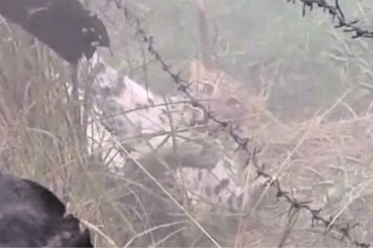 बगहा में तार में फंसे तेंदुए का देखिए वीडियो, बार-बार निकलने की कोशिश में हुआ घायल