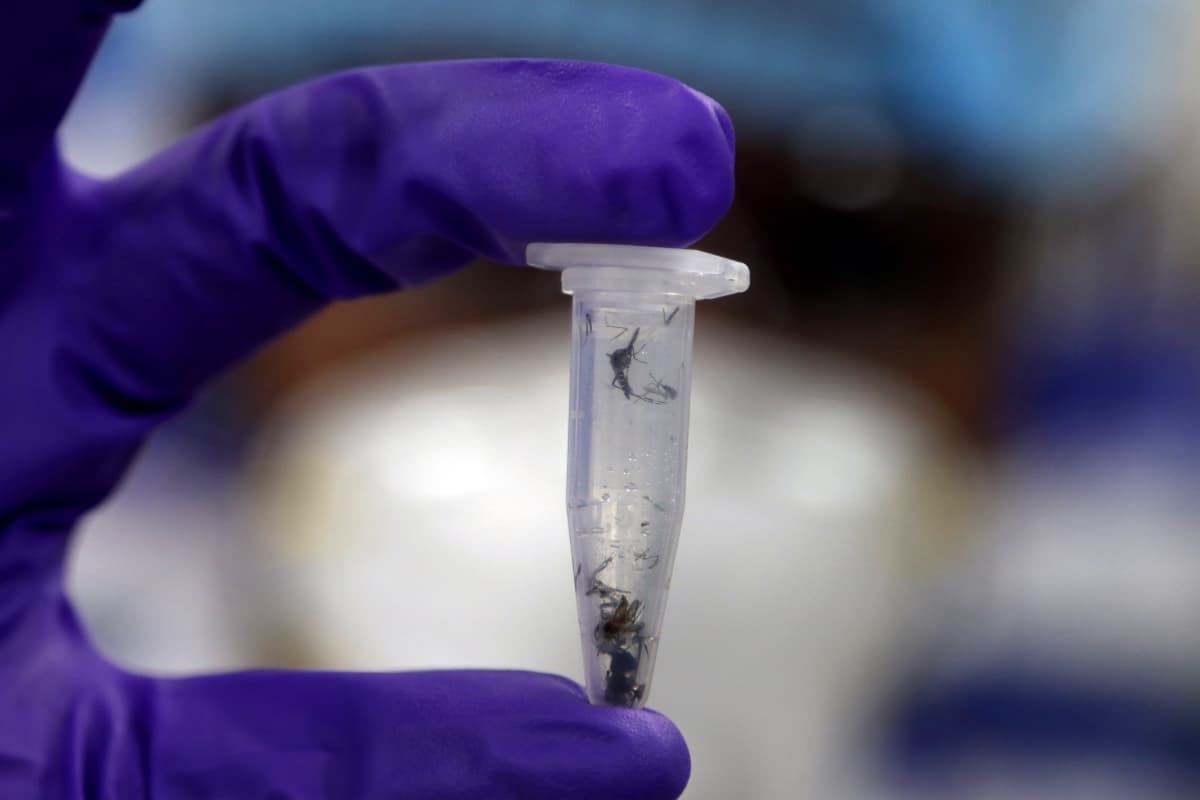 मच्छर मारिए इनाम पाइए! जिंदा या मुर्दा हर मच्छर पर मिलेगा इतना पैसा