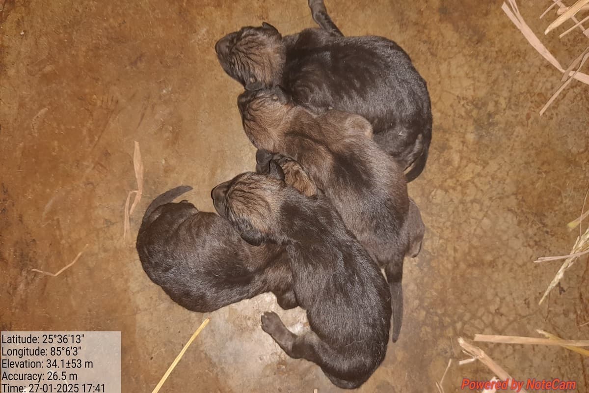 Patna Zoo News: पटना चिड़ियाघर से आई खुशखबरी, जू में एक साथ आये 12 नये मेहमान