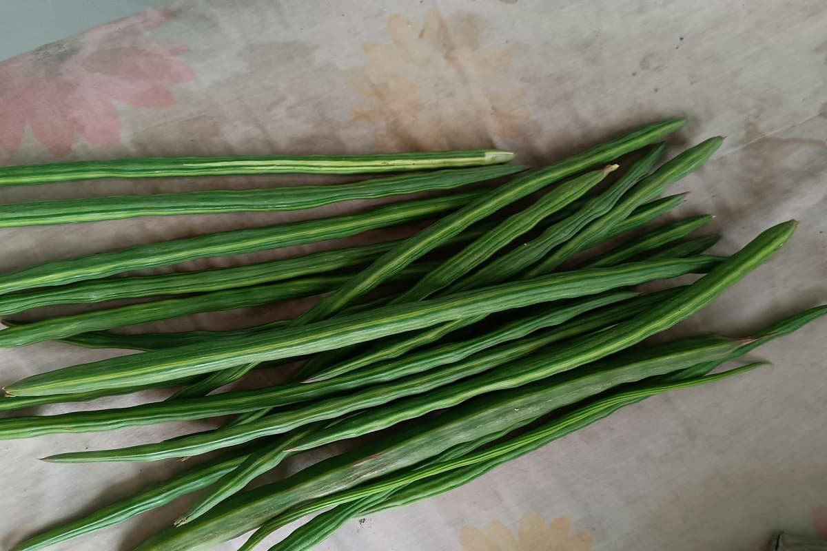 Health Benefits Of Sahjan: इसका सेवन शरीर के सभी बीमारियों का नाश करने के लिए काफी है, इसके जड़ से लेकर फल तक में भरे पड़े हैं पोषक तत्व