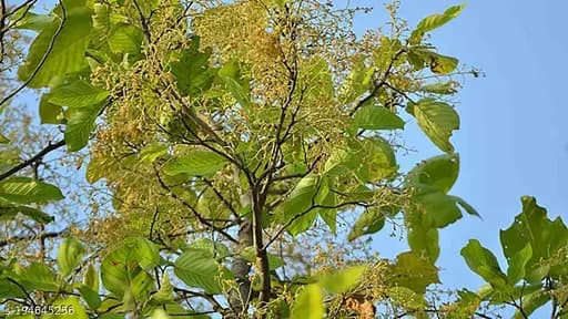 Jharkhand News : बाहा पर्व को राष्ट्रीय व अंतरराष्ट्रीय स्तर पर एकसाथ एक ही दिन मनाने का निर्णय लिया. सर्वसम्मति से यह तय किया गया कि इस वर्ष 5 मार्च को बाहा पर्व मनाया जाएगा, जबकि 4 मार्च को पारंपरिक विधि उम नड़का का आयोजन होगा.