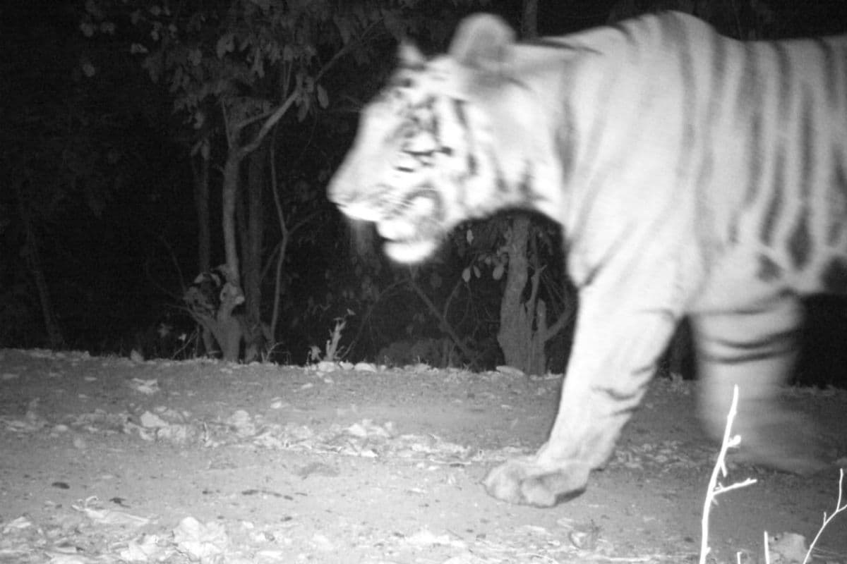 दलमा पहुंचा बाघ, ट्रैप कैमरे में कैद हुआ टाइगर, देखें PHOTO