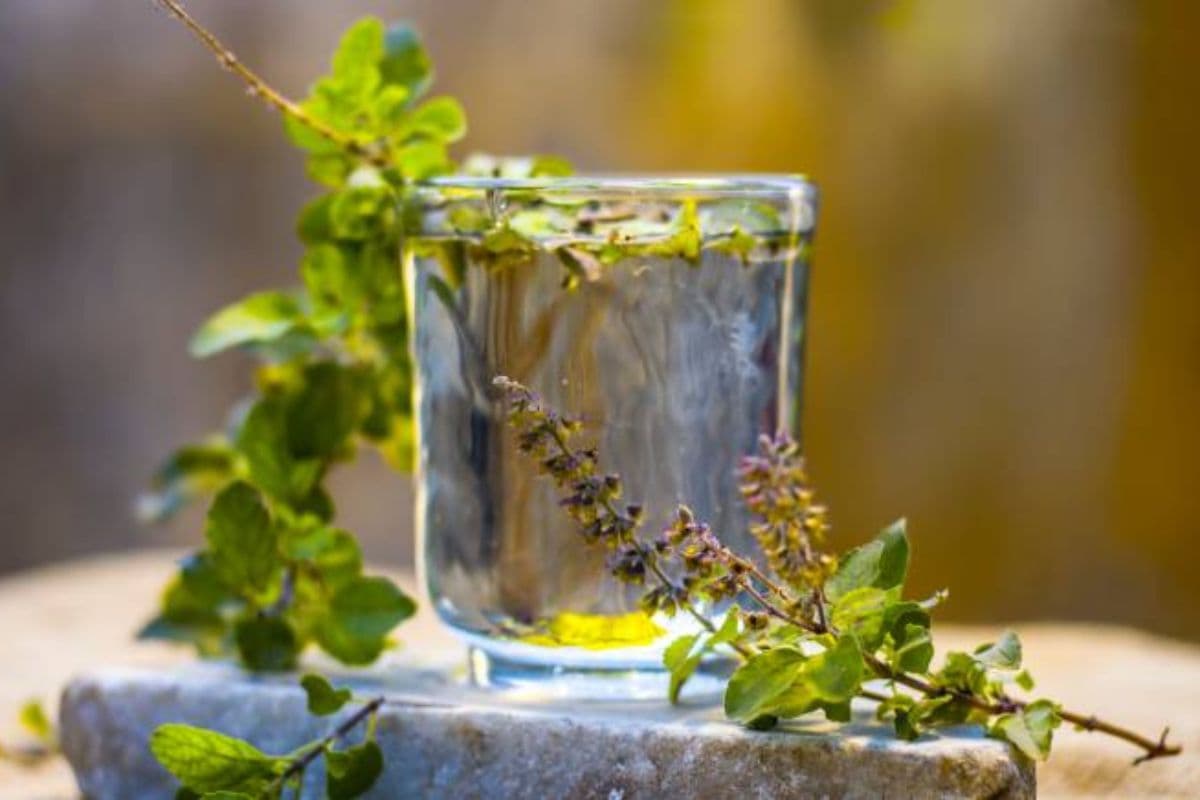 Benefits of Basil Extract: इन 5 स्वास्थ्य समस्याओं के लिए रामबाण है तुलसी का अर्क, जानें फायदे