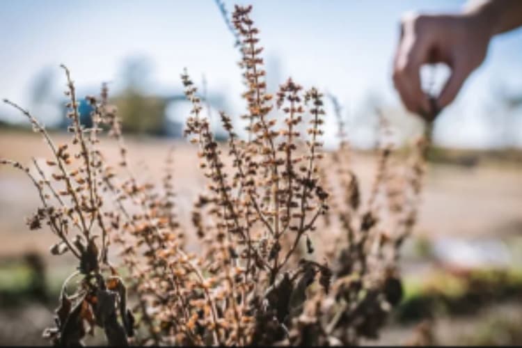 Vastu Tips: अगर आर्थिक तंगी से परेशान हैं तो सूखे तुलसी से करें ये 4 उपाय, मां लक्ष्मी की बरसेगी कृपा